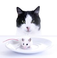 Katzen würden Mäuse fressen